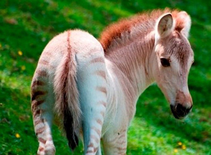 Zorse Foal - The father is a Zebra and the mother is a Fjord